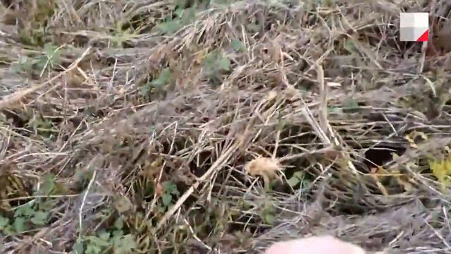 Пермяк пожаловался на некачественную очистку Мотовилихинского пруда смотреть онлайн