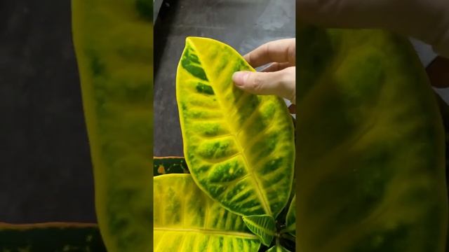 Кодиеум Петра 17/55 смотреть онлайн