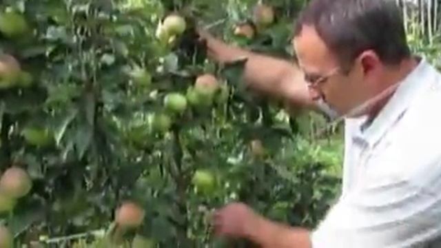 Яблоня. Сорт Президент. смотреть онлайн