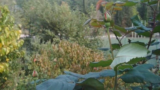 Сочи. Цветы в ноябре. смотреть онлайн