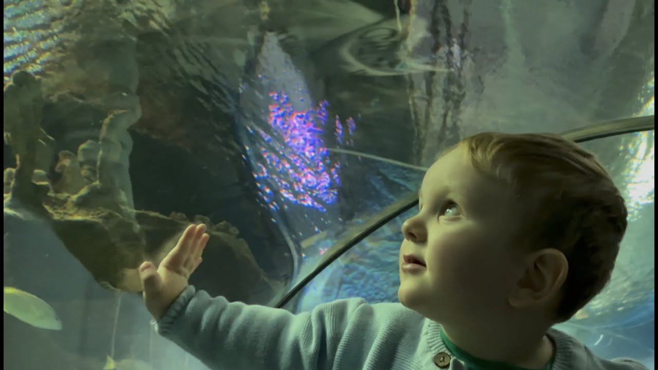 Gavriil Meets Big Fish - Гавриил и большая рыба