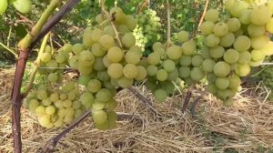 Виноград Онтарио