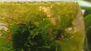 Креветки вишни в 3 л без фильтра и аэрации почти год/ Моему второму креветочнику около года/