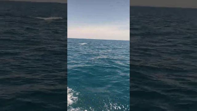 Каламитский залив 07.06.2020 смотреть онлайн