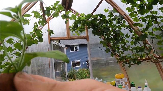 How to get more plants without spending money смотреть онлайн