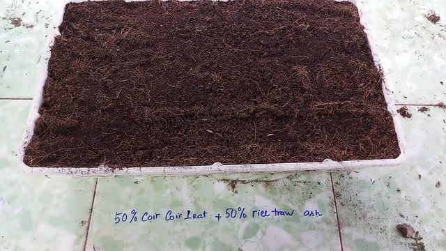 Mandevilla Propagation Cuttings