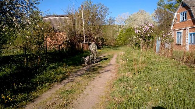 Лабрадор послушание дрессировка нкд. 7 месяцев