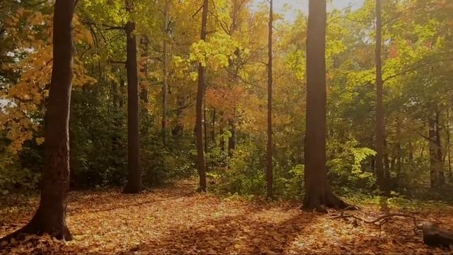 Почему я не Знал ЭТОГО Ранее? Откровенные Цитаты Архимеда | Мудрые слова, афоризмы, цитаты. смотреть онлайн