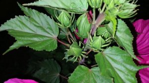 Гибискус Травянистый (Hibiscus Moscheutos, болотный, садовый, гибридный). Июль 2023