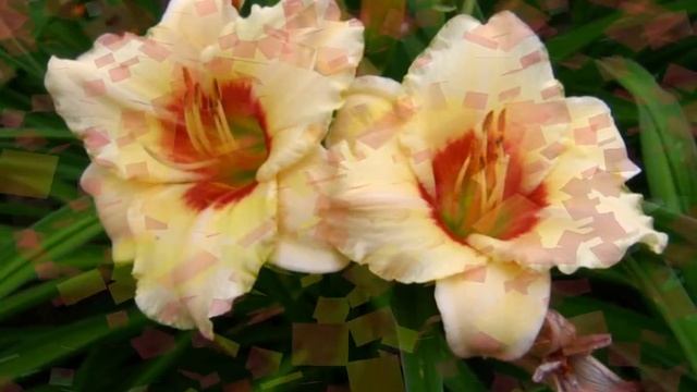 САМЫЕ КРАСИВЫЕ ЛИЛЕЙНИКИ смотреть онлайн