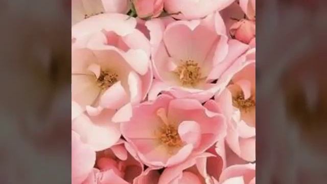 ☆ Моя работа. Это просто струны женской души. Л смотреть онлайн