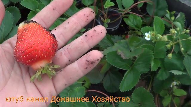 Земляника в Сибири\\Вивара смотреть онлайн