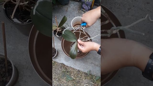 Rescuing and Regrowing Phalaenopsis Orchid Hydroponically смотреть онлайн