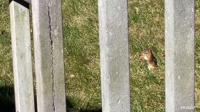 野生のシマリスと仲良くなるにはやっぱりコレ🥜 #19「野生のシマリスにエサをあげてみた」（字幕有り） / #19 Feeding Wild Chipmunk смотреть онлайн