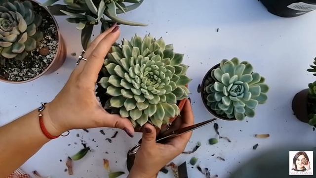 Размножение Суккулентов. Отделение деток и черенкование (часть 1). смотреть онлайн