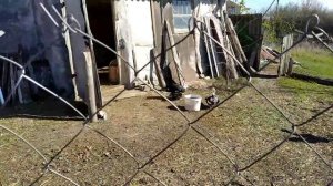 Индоутки несутся в одно гнездо.(продолжение)