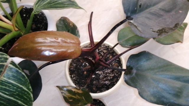 Капризы филодендрона! смотреть онлайн