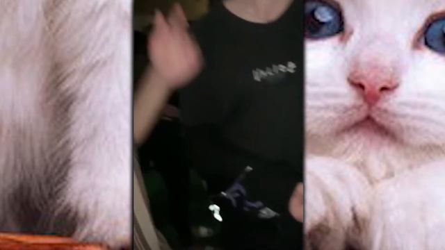 Любимые фанаты дали жару под "Вампира" Холли Ветролова (live) смотреть онлайн