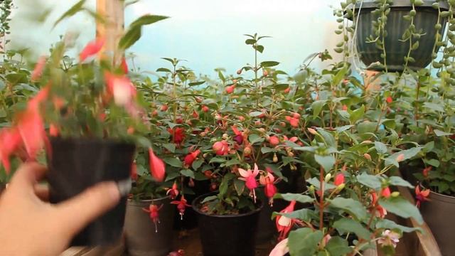 Видеопродажи через YouTube. Первый опыт Рассылки растений через ТК и почту. Принимаю заказы ? ? смотреть онлайн