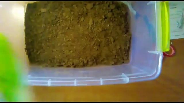 Переселение Ахатин в новый дом! (Новые условия?) смотреть онлайн