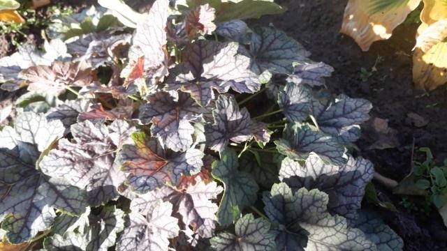 #heuchera #гейхера / Гейхера серебристая "Венус" ( лат. heuchera "Venus").Серия " Парад планет " смотреть онлайн