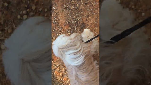 Patrick The Tibetan Terrier