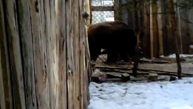притравка зсл сука Клинцы смотреть онлайн