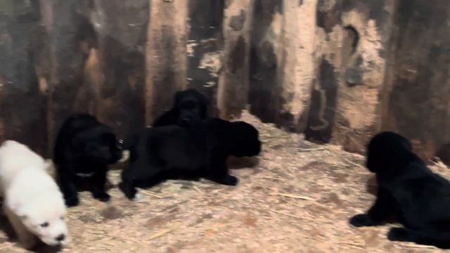 Щенки Алабая из питомника Аз марал Ульяновск 89278137957 ватсап смотреть онлайн