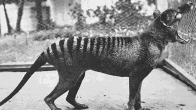 10 Вымерших Животных Снятых На Камеру! смотреть онлайн