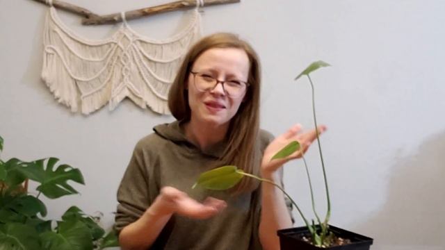 HOW TO PROPAGATE MONSTERA DELICIOSA смотреть онлайн