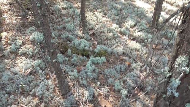 Белые Грибы Захватили Лес! Самая Мощнейшая Волна За Последние 5 Лет. Сезон 2021 смотреть онлайн