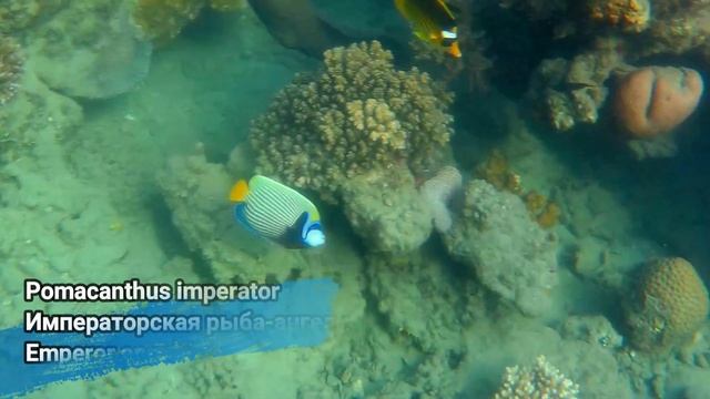 RED SEA FISHES with names, part 1. Рыбы Красного моря с названиями, часть 1 смотреть онлайн