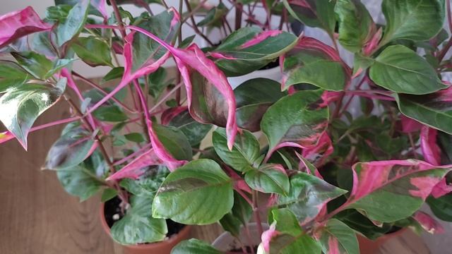 Альтернантера Party Time