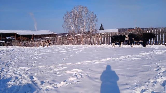 Мороз и солнце. смотреть онлайн