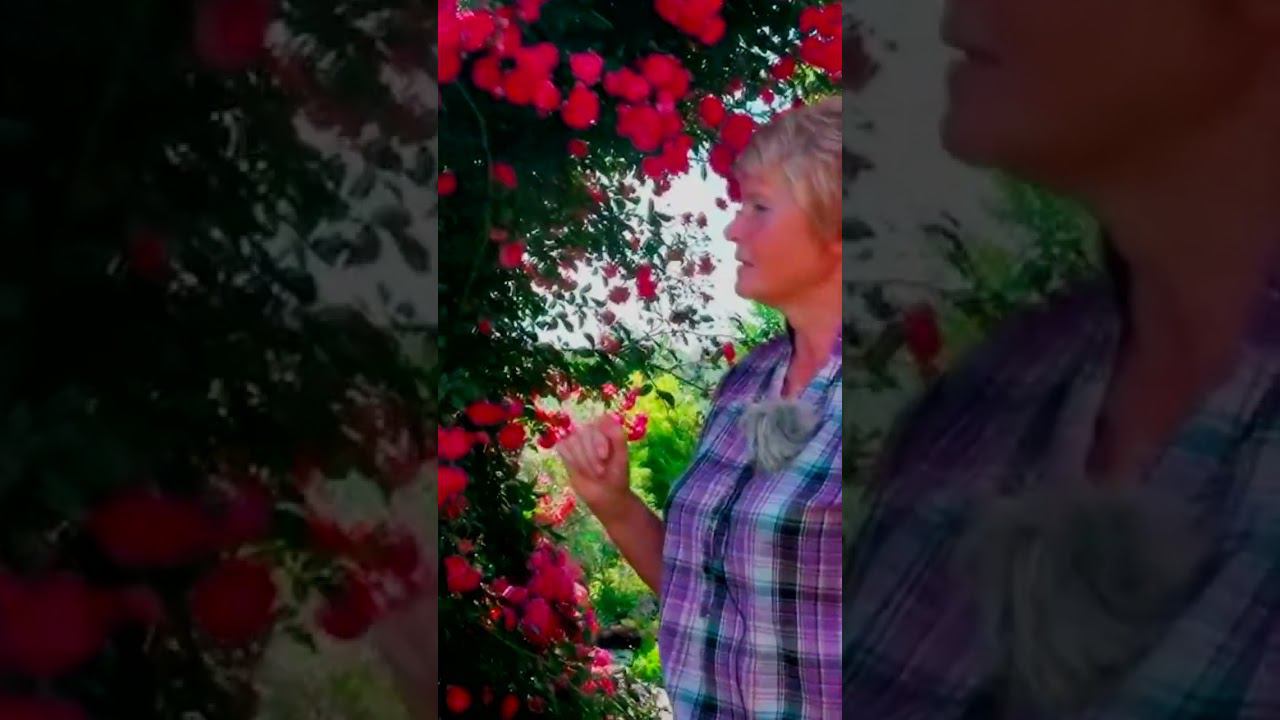 Роза Эксцельза Excelsa сорт для украшения арки смотреть онлайн