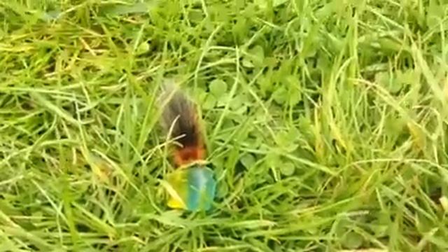Caterpillar with diabetes смотреть онлайн