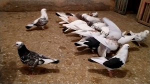 Как определить пол маленьких голубят. Ответы на вопросы в коментах