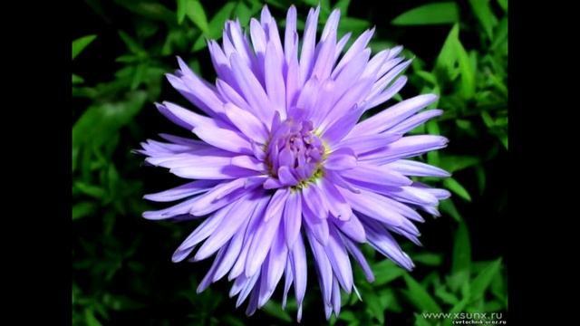 АСТРЫ: ПОСАДКА И УХОД смотреть онлайн