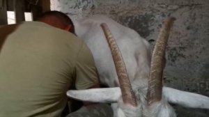 Сколько молока может дать коза в день. Зааненская порода коз. "Мое Подворье"