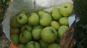 Яблоня Чудное карлик Мазунина, Ленинградская область