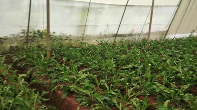 Gerbera ready to season. смотреть онлайн