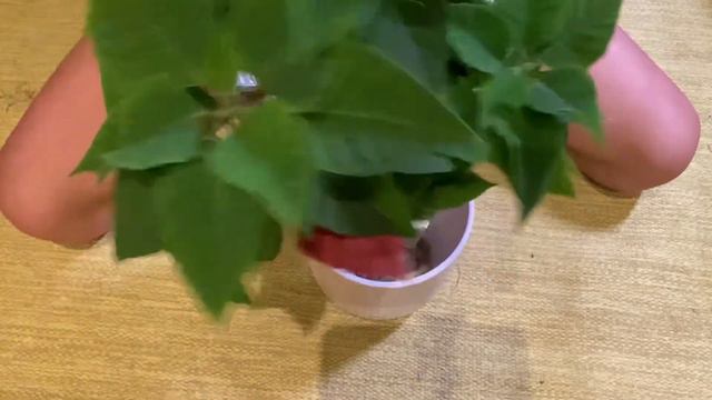 Poinsettia care смотреть онлайн