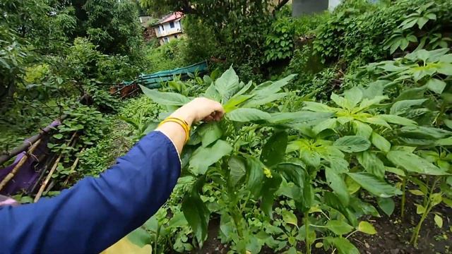 A TRIP TO MY VILLAGE PART - 3 смотреть онлайн