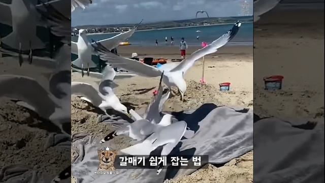 ЗАБАВНЫЕ ЖИВОТНЫЕ смотреть онлайн
