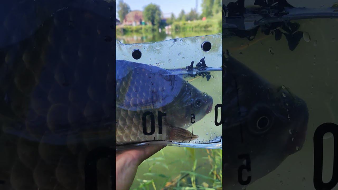 #мормышинг | Карасик 830гр | смотреть онлайн