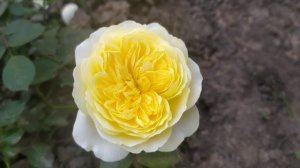 Английская роза Шарлотта (Charlotte rose)