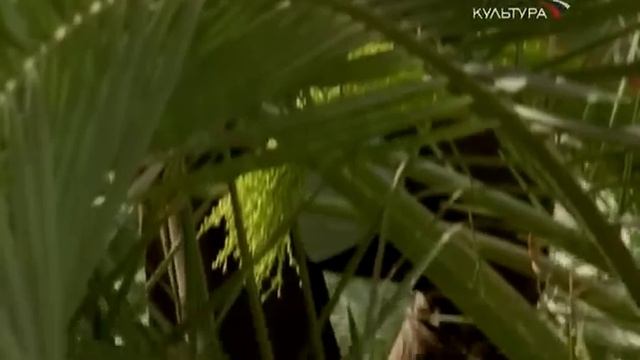 Крепость Бахрейн. Жемчужина Персидского Залива смотреть онлайн