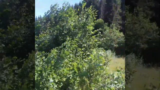 Абага чэчэге (Ильдар) смотреть онлайн