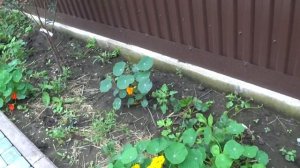 Обустройство дачного участка. Принимаю Советы по благоустройству