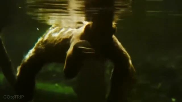 Бразилия - Brasil. Обзор: популярные достопримечательности, города, традиции, природа, животный мир